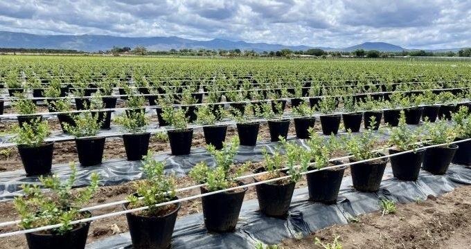 Por DIDIHU: Lograr el máximo potencial de las nuevas variedades de blueberries: Maceta + sustratos profesionales