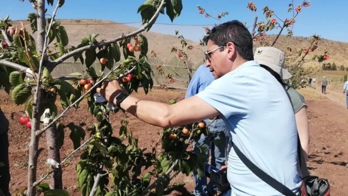 Ovalle: Avanza mejoramiento genético de cerezos