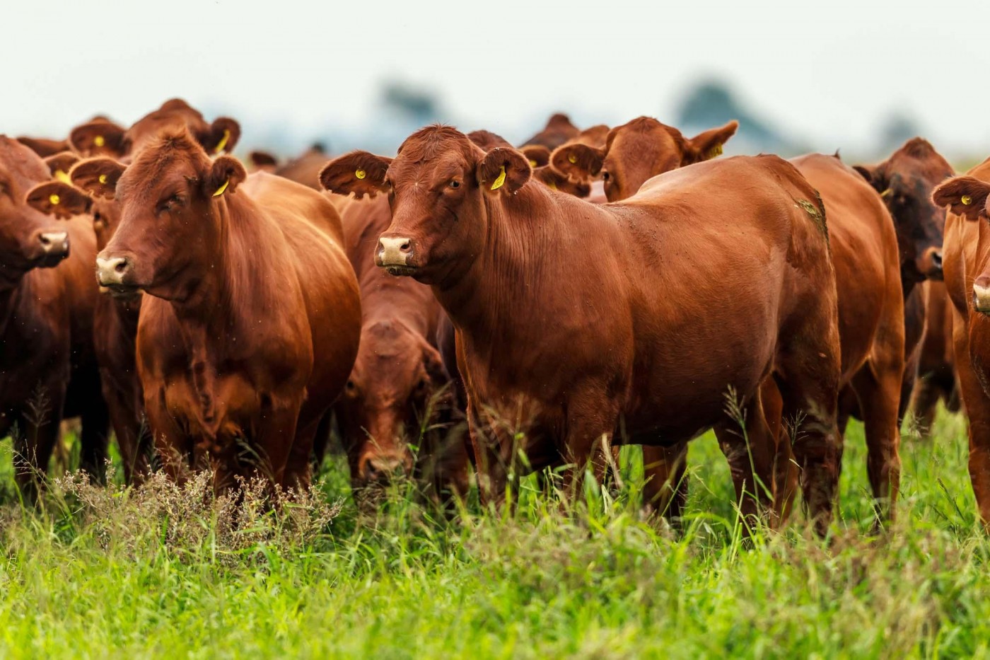 Argentina: Alertan por difícil situación de la ganadería