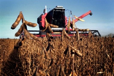 Argentina: Se desaceleró la comercialización de maíz y soja