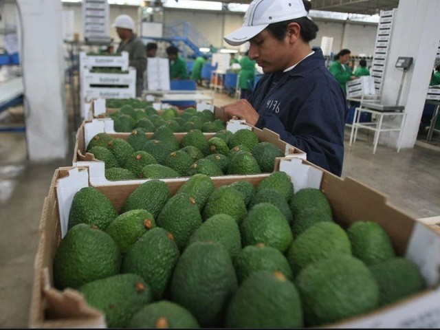 Pequeños productores peruanos de palta Hass inician exportación a Chile
