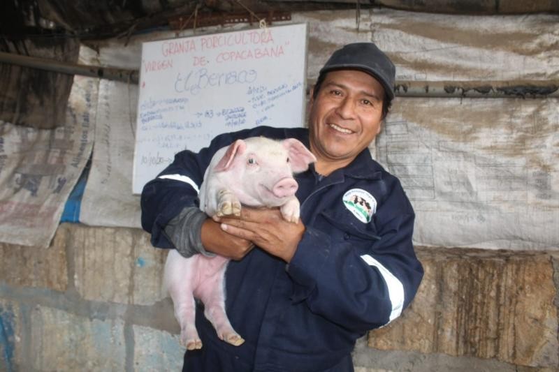 Declaran 11 regiones peruanas como zonas libres de Peste Porcina Clásica
