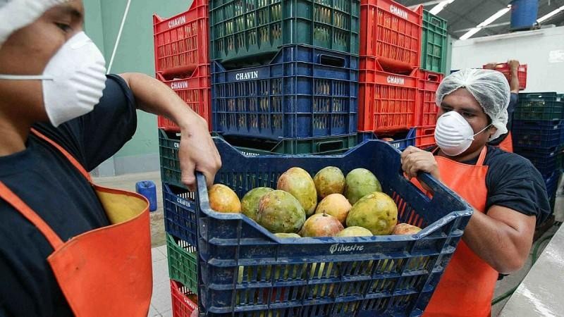 Perú - APEM: el alto costo de los fletes marítimos ya ha ocasionado el quiebre de empresas dedicadas a la exportación de mangos