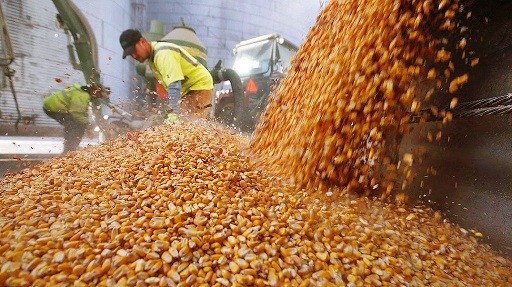 Argentina: El Gobierno amplió el cupo de exportaciones de maíz a 20 millones de toneladas