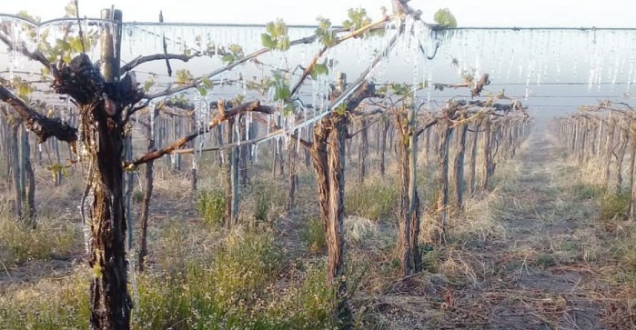 RÍO NEGRO/ARGENTINA: PRODUCCIÓN VITIVINÍCOLA TENDRÍA PÉRDIDAS ENTRE 80%-100%