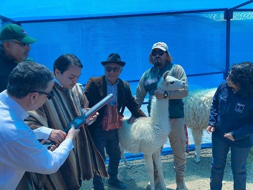 Pioneros en el mundo: SAG comienza a aplicar dispositivo de identificación a llamas y alpacas