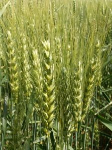 La Argentina tendrá casi la mitad del trigo que el año pasado y una millonaria pérdida