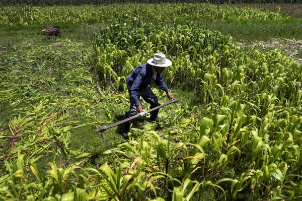 COP27: Agencia alimentaria de la ONU lanzará en 2023 plan sobre emisiones agrícolas