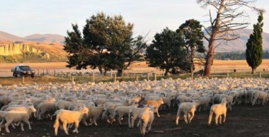 Nueva Zelanda defiende que sus carnes de vacuno y cordero están entre las más sostenibles del mundo