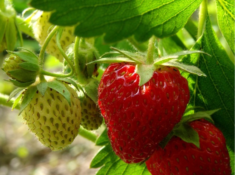 SAG autoriza nueva partida de plantas libres de nematodo de las frutillas llegando a los 12 millones disponibles