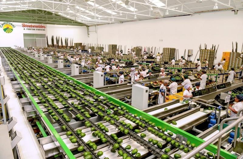 Perú: Camposol y Virú superaron los US$ 200 millones en ventas entre enero y septiembre del 2022