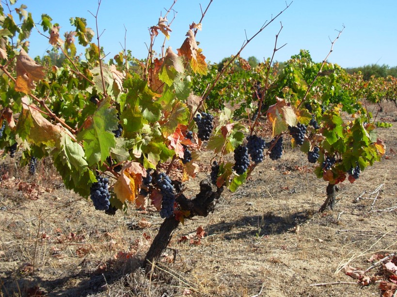 El vino, otro damnificado del cambio climático que busca soluciones en la COP27