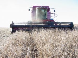 USDA recorta proyección mundial de producción de soja para esta campaña agrícola