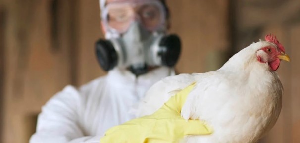 Reportan influenza aviar H5N1 en México y Colombia