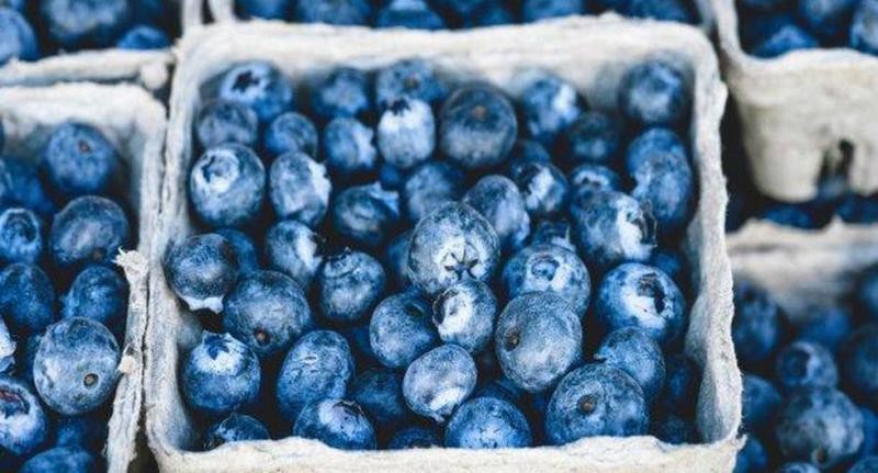 Perú: Arándanos rumbo a convertirse en primer cultivo agroexportador