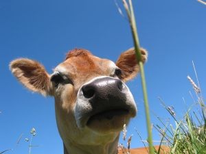 Paraguay estima que su stock bovino caerá en torno a un 1,5% al cierre de este año