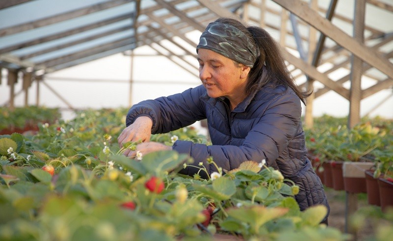 Convenio INDAP-Unimarc: un centenar de productores de hortalizas se capacita en higiene e inocuidad