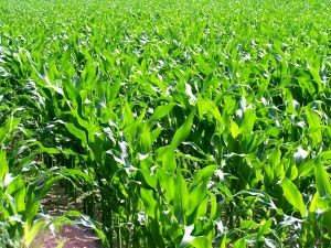 Argentina: La siembra de maíz y soja es la más baja en 22 años