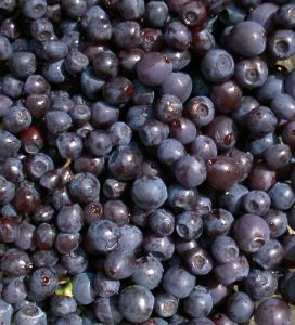 Arándanos de Chile, un superalimento que se consolida en el mundo
