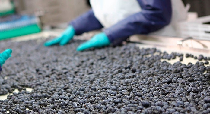 Los precios de los arándanos peruanos en el mercado mundial son más bajos a pesar del aumento del 28% de las exportaciones