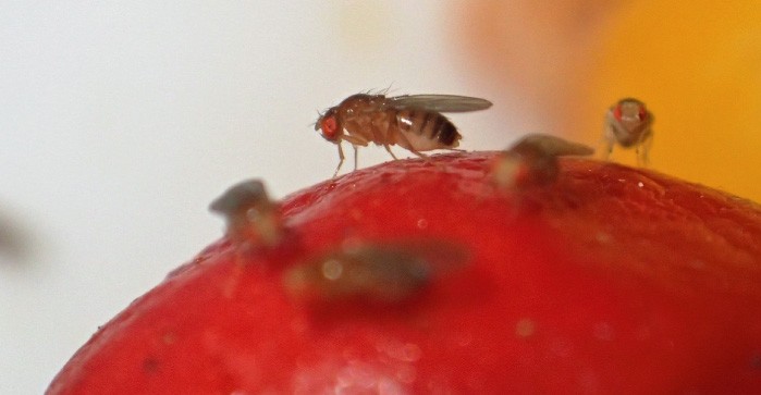 FINALIZA ESTADO DE EMERGENCIA FITOSANITARIA POR MOSCA DE LA FRUTA EN ZONAS DE RÍO NEGRO