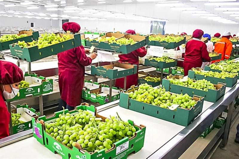 Perú: Volumen de exportación de uva de mesa en la campaña 2022/2023 crecería cerca del 20%