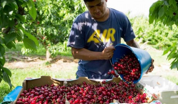 Dio comienzo la temporada de cosecha y exportación de las cerezas chilenas