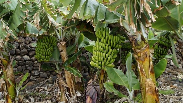 El plátano indonesio logra acceso al mercado chino