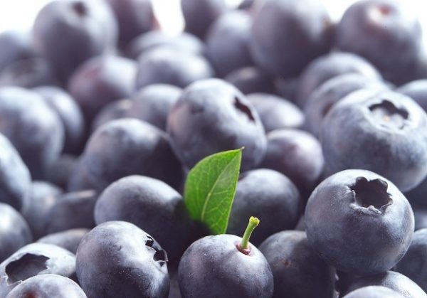 Todo listo para la salida del primer “Blueberry Express” desde el Puerto Coronel a Estados Unidos