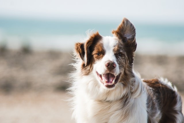 Perros bien alimentados y en movimiento mejoran el medio ambiente
