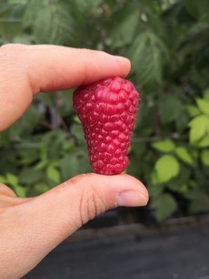 Un nuevo impulso al cultivo de frambuesa en Chile