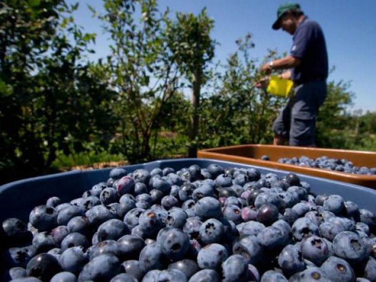 Complejo escenario viven los productores de arándanos de Biobío