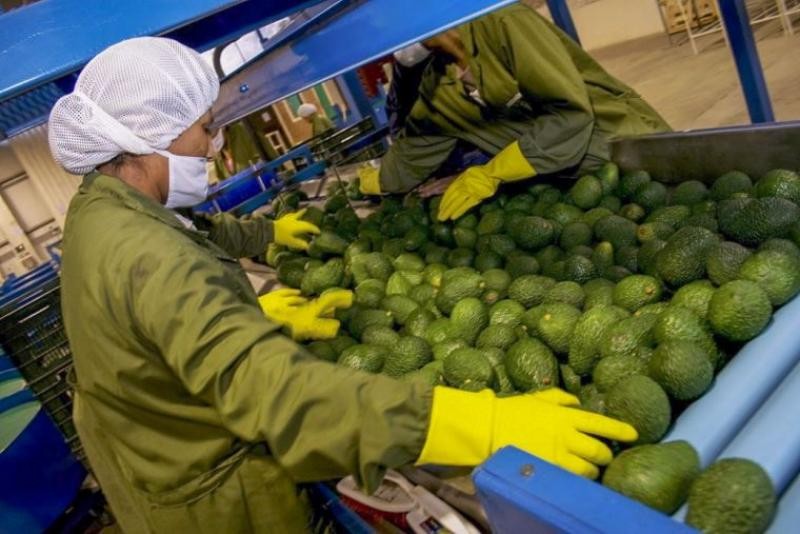 Exportaciones agroindustriales concentraron el 62% del total de los envíos no tradicionales de Perú a la Unión Europea entre enero y septiembre de 2022