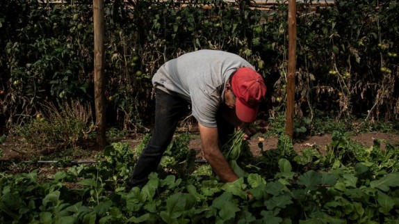 Agricultores de Ñuble afirman que la capacidad de riego durante la temporada de verano es incierta