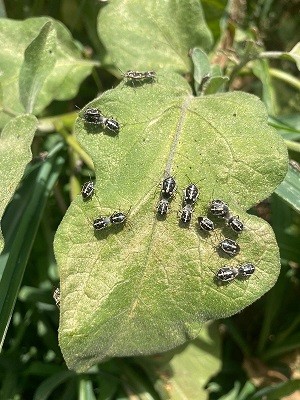 Disminuye presencia de plaga chinche pintada en cultivos hortícolas gracias al trabajo conjunto entre INIA La Platina y los agricultores de la Región Metropolitana