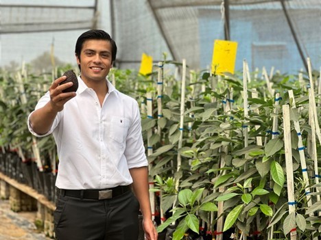 India: Crece interés por cultivo de paltos a medida que crece consumo