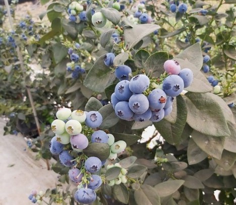Marruecos: Con variedad de arándanos “Blue Manila” buscan ampliar temporada temprana del cultivo