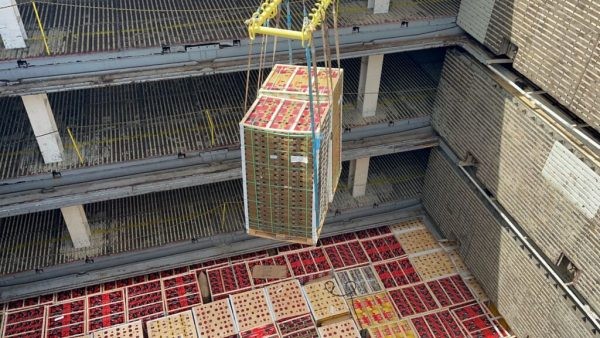 Cerezas, nectarines y arándanos zarparon rumbo a China desde Puerto de Coronel