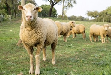 Crean una forma de usar hormonas naturales para mejorar la reproducción del ganado ovino