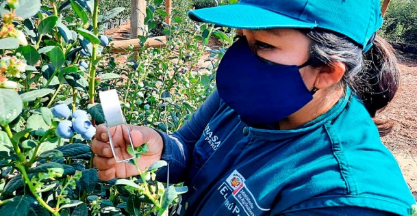 Perú logró el ingreso de productos agrícolas a 10 nuevos mercados internacionales