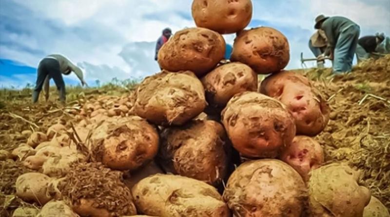 Perú INEI: Producción de papa cayó en volumen -13.3% en octubre de 2022