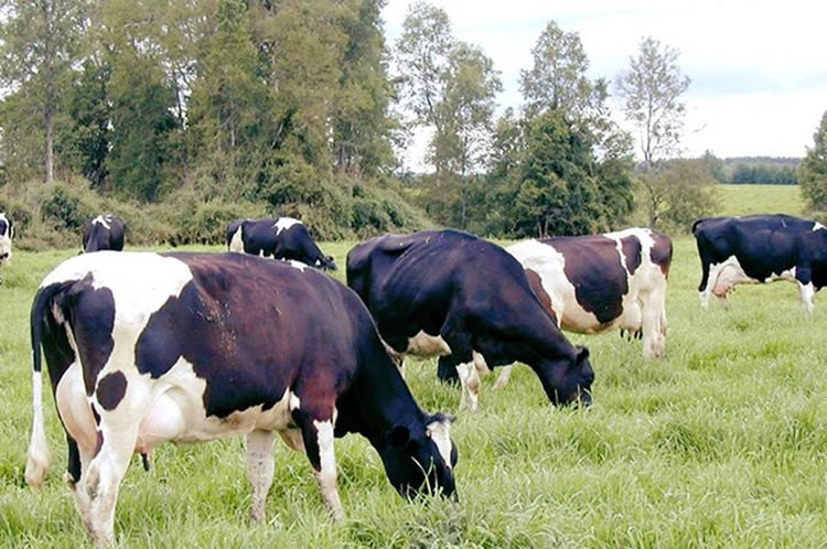 Producción nacional de leche cruda sigue cayendo a octubre
