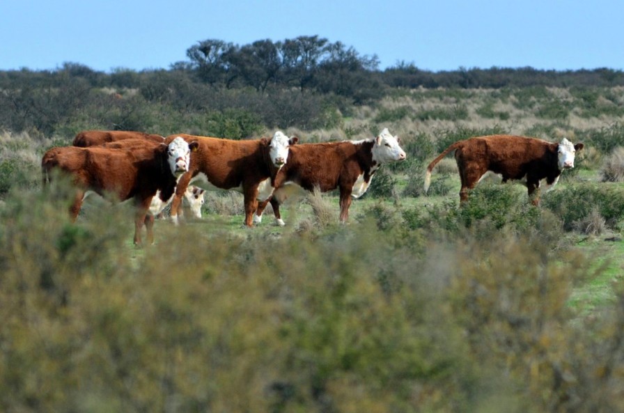 Argentina expande su genética con la primera exportación de toros para reproducción a Chile