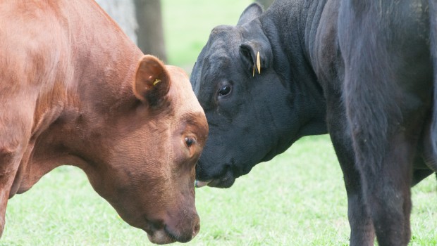El Índice de Precios de la Carne de la FAO en 2022 fue de media un 10,4% superior a 2021