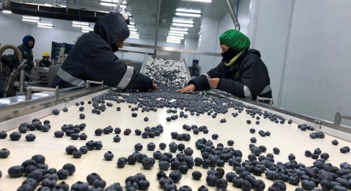 Nuevos mercados y mayores volúmenes para las exportaciones de arándanos de Perú en 2023