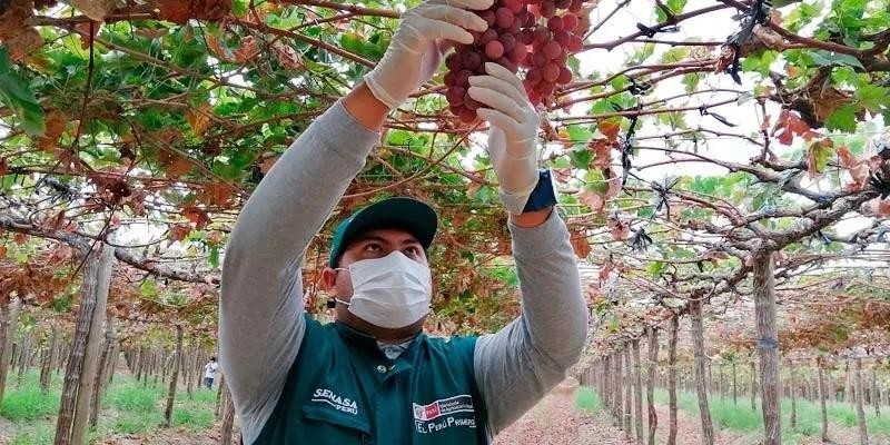 Perú: Área de uva de mesa certificada creció 2.5% en 2022