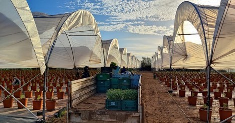 La chilena Agroberries expande la producción a Perú, México, EE. UU. y Marruecos