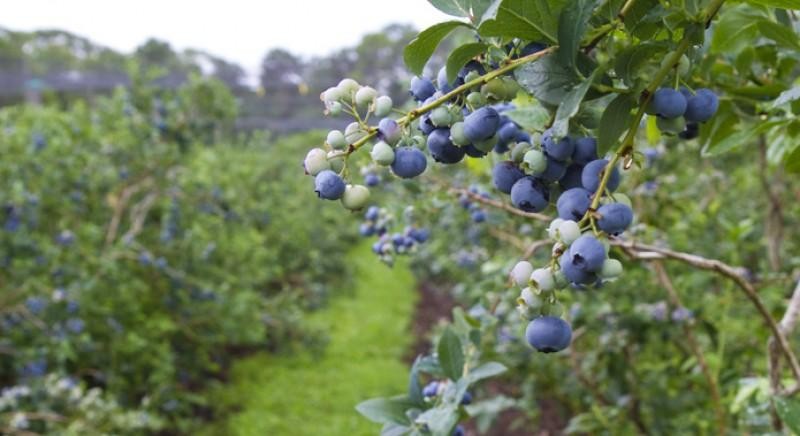 Perú: Senasa certificó 18,103.37 hectáreas de arándanos en 2022