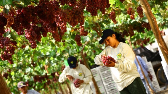 Novedades sobre las uvas del hemisferio sur