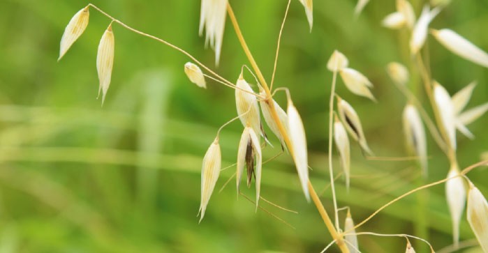 USDA: PRODUCCIÓN MUNDIAL DE AVENA A ENERO 2023